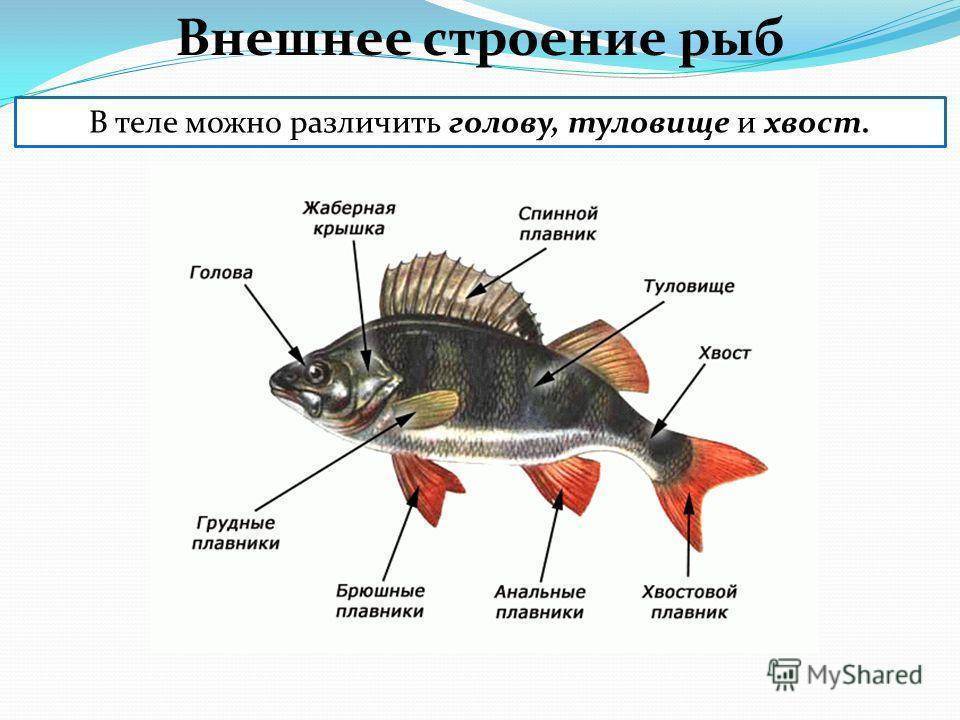 Растительность в помощь рыболову - fishingshat.ru