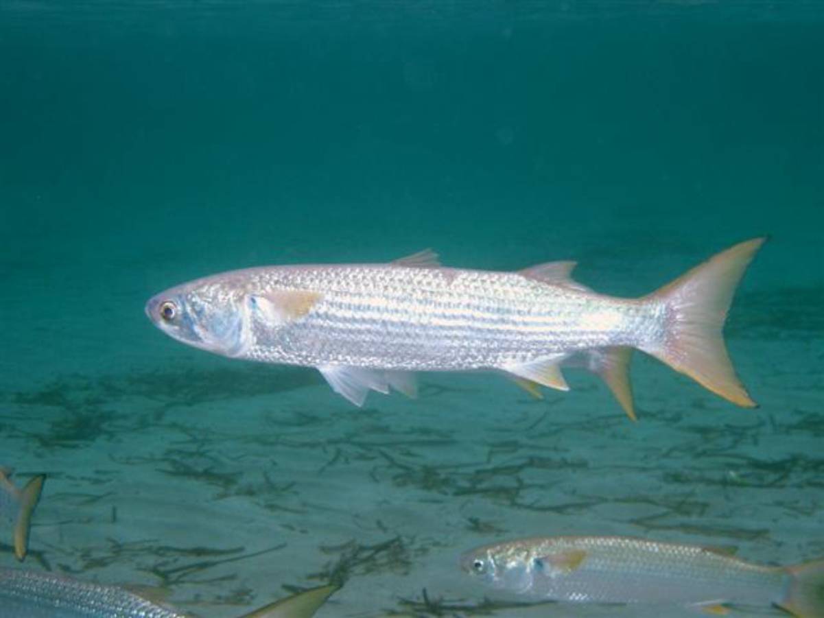 Какие виды рыб обитают в азовском море — названия, фото и характеристика