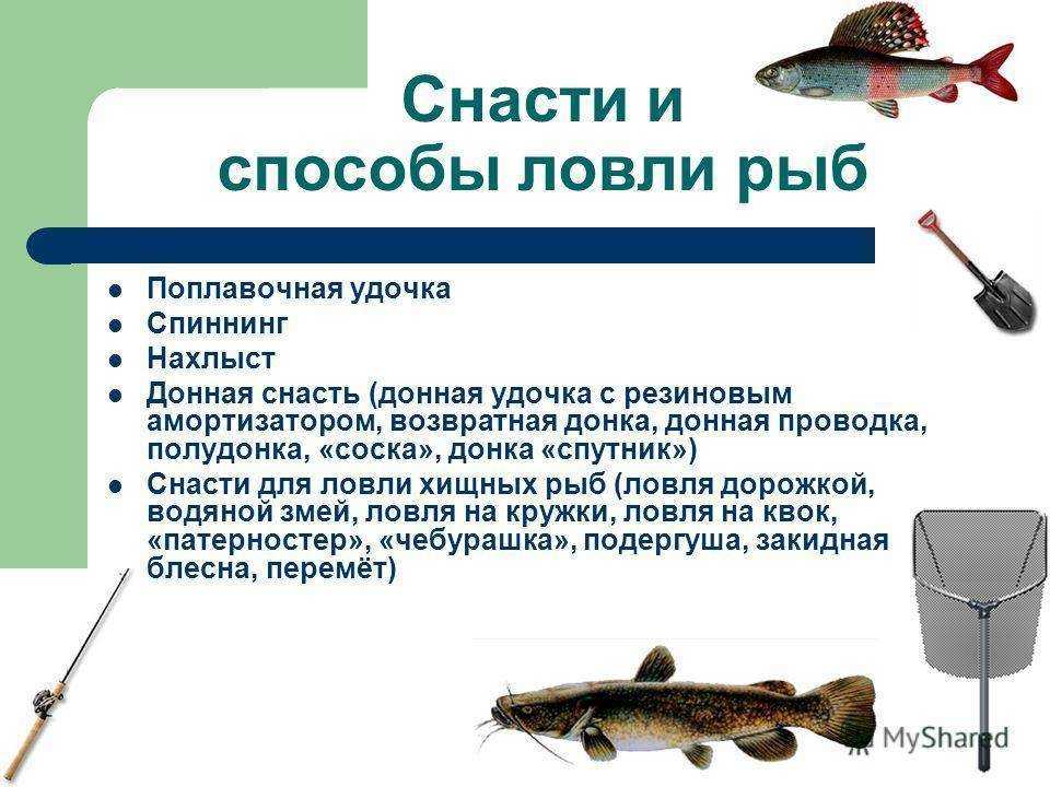 Образ жизни, повадки и способы ловли основных видов рыб