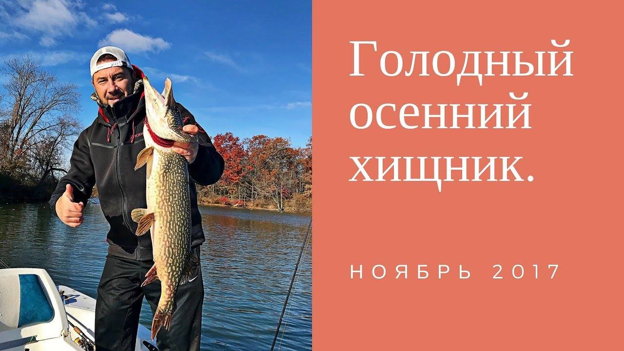 Осенняя рыбалка на хищную рыбу. советы и секреты