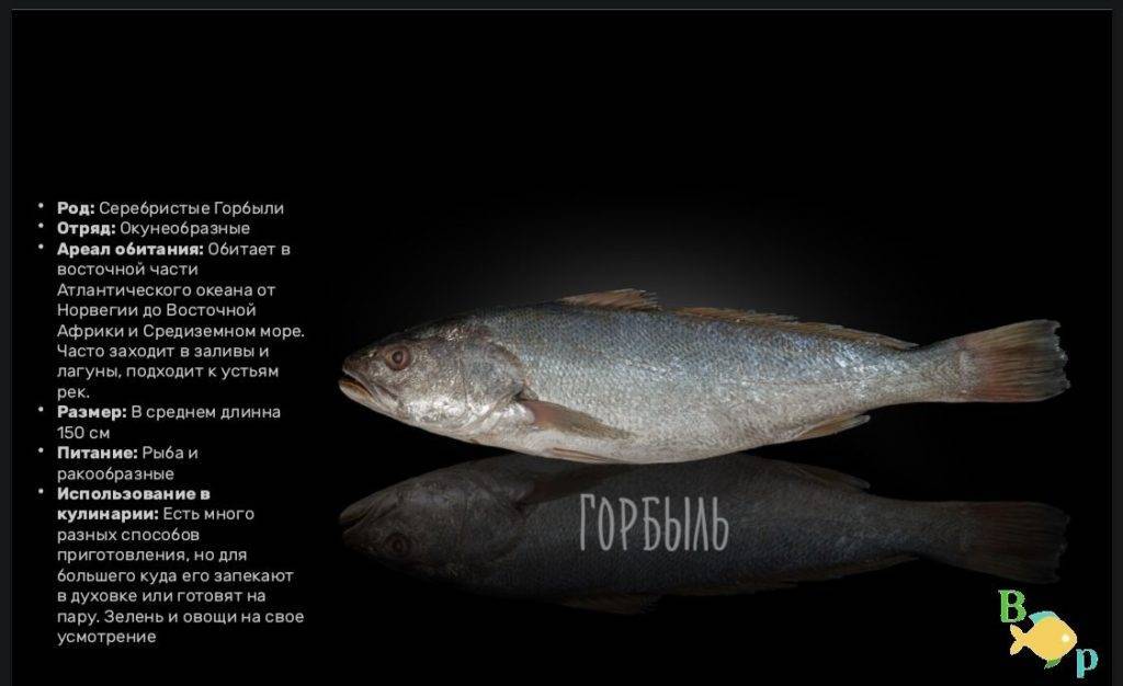 Горбыль тёмный фото и описание – каталог рыб, смотреть онлайн