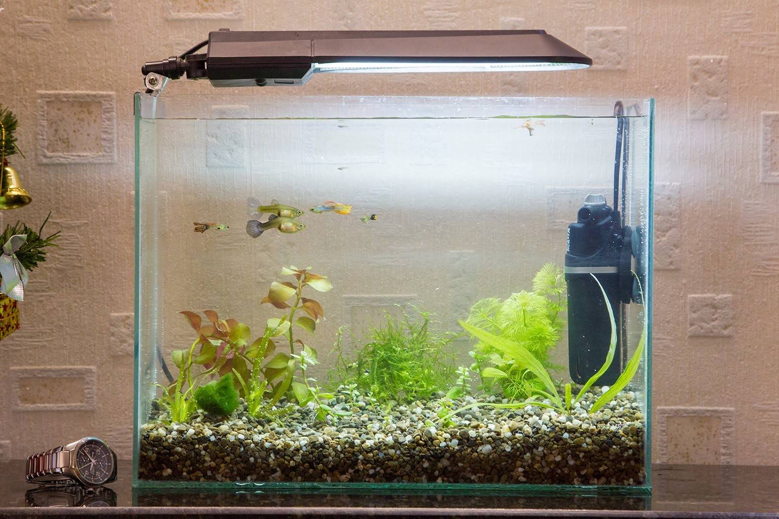 Как запустить аквариум с растениями?