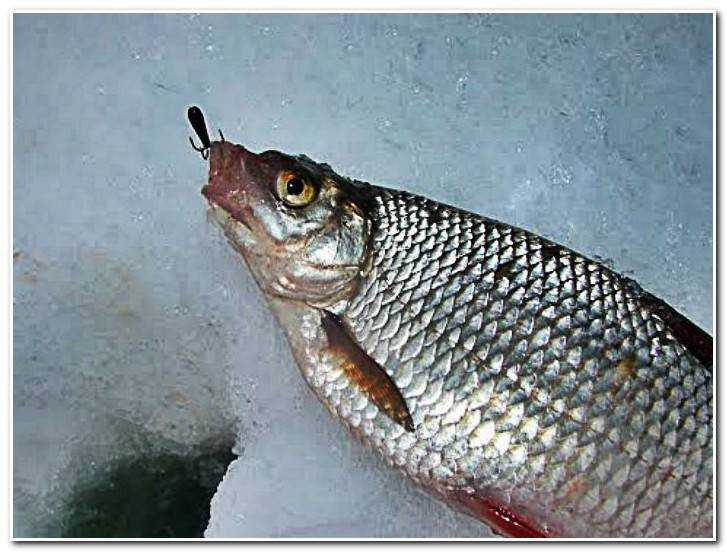 Зимняя рыбалка на чертика. техника и особенности ловли