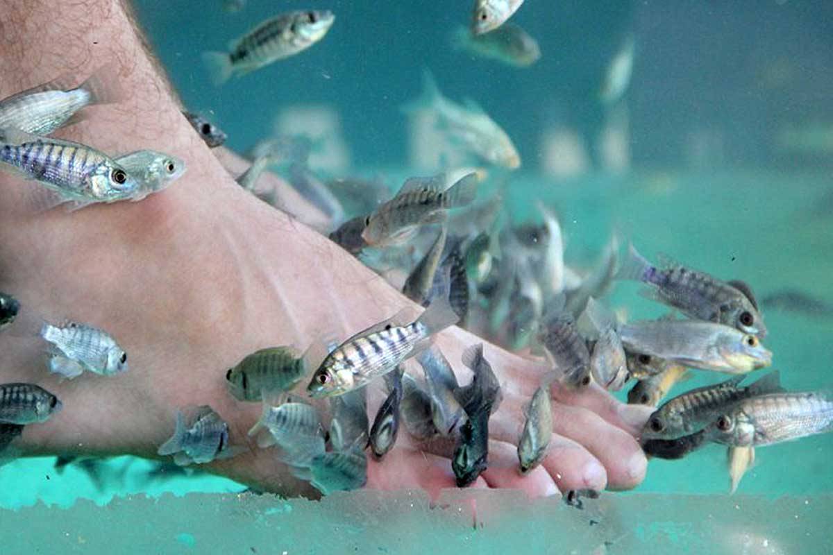 Гарра руффа: уход и содержание описание | аквариумные рыбки