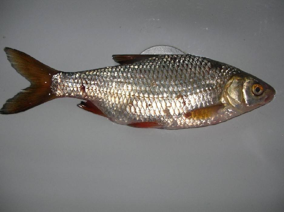 Сушеная рыба — польза и вред для здоровья