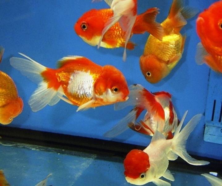 Нематантус «золотая рыбка»: как вырастить в домашних условиях