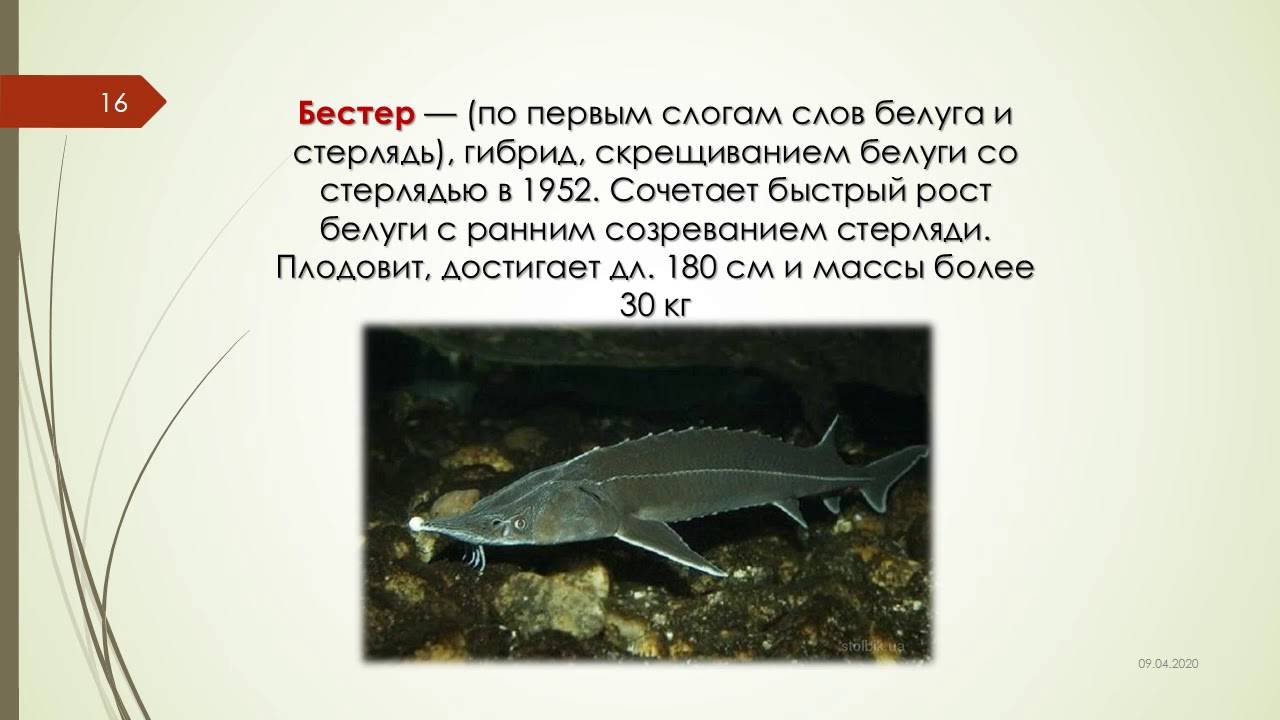 Бестер — рыба, выведенная российскими селекционерами