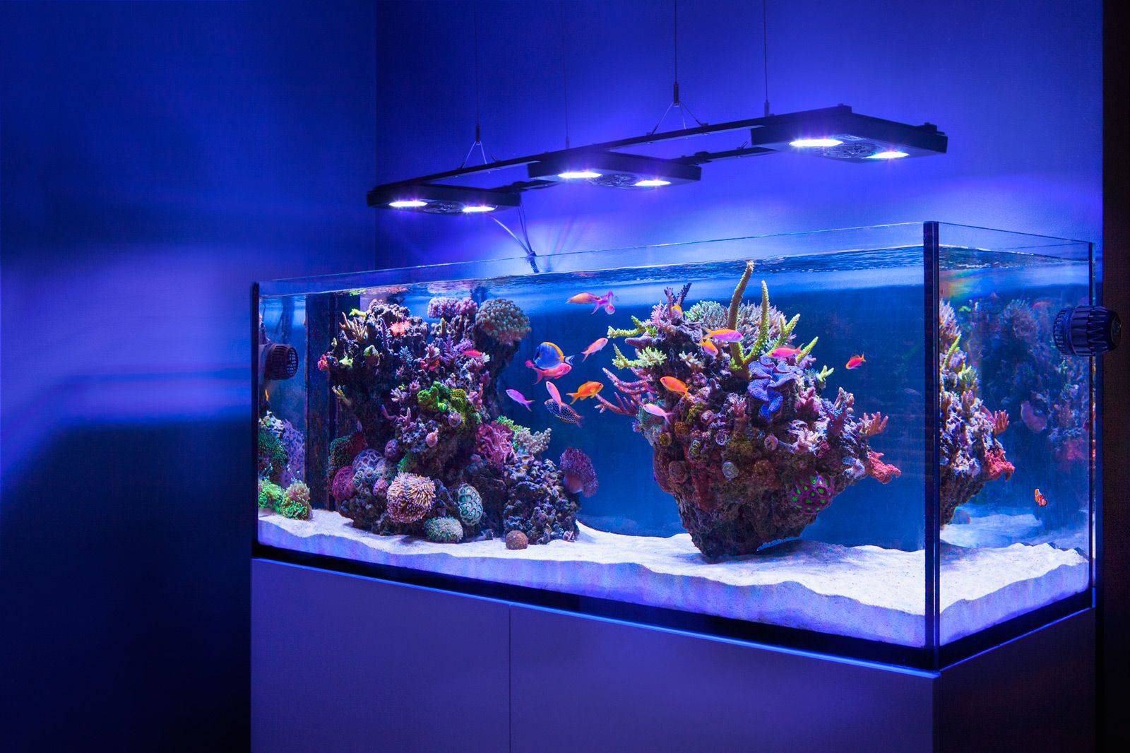 Какой лучше выбрать аквариум для начинающих