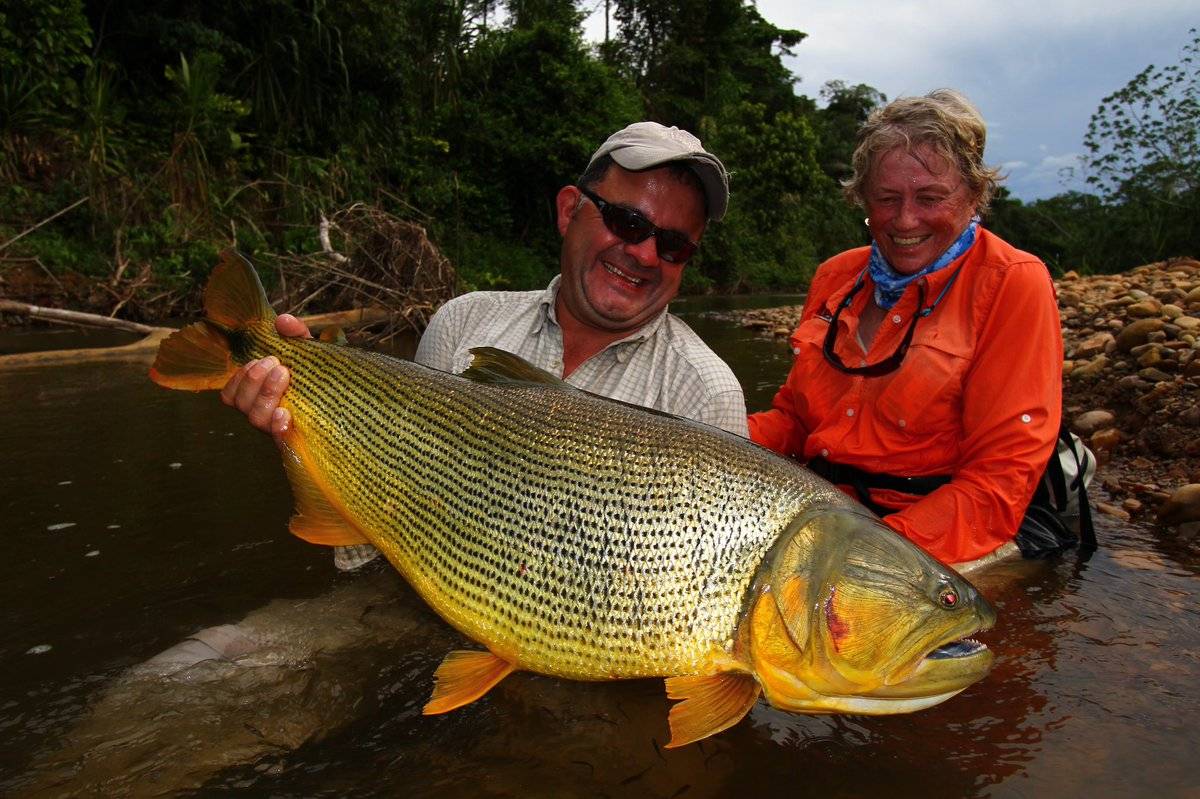 Спар золотой фото и описание – каталог рыб, смотреть онлайн