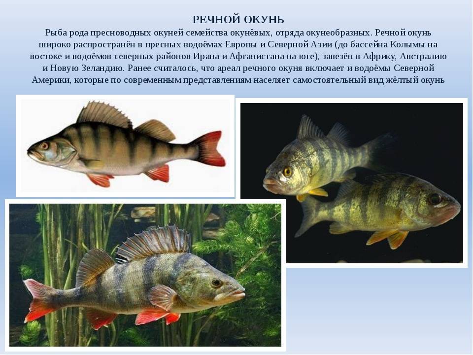 Рыба судак: описание, места обитания, характер и образ жизни