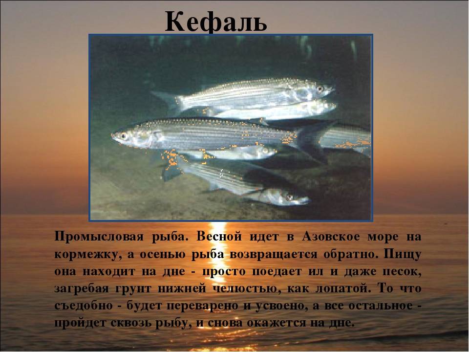 Сингиль фото и описание – каталог рыб, смотреть онлайн ? prorybu.ru