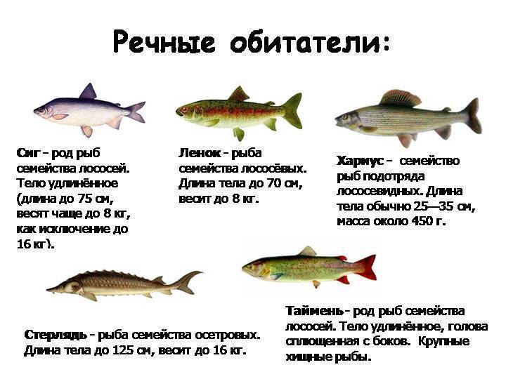 Болезни рыб (речных и пресноводных) — фото с описанием, классификация, симптомы