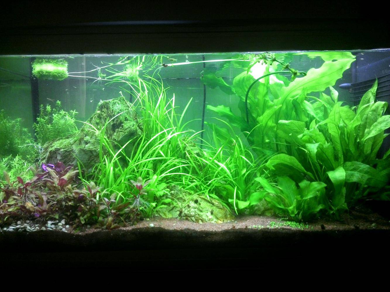 Свет для аквариумных растений, свет для растений