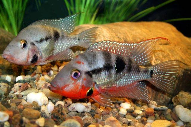 Содержание цихлазомы меека и её совместимость с другими рыбами