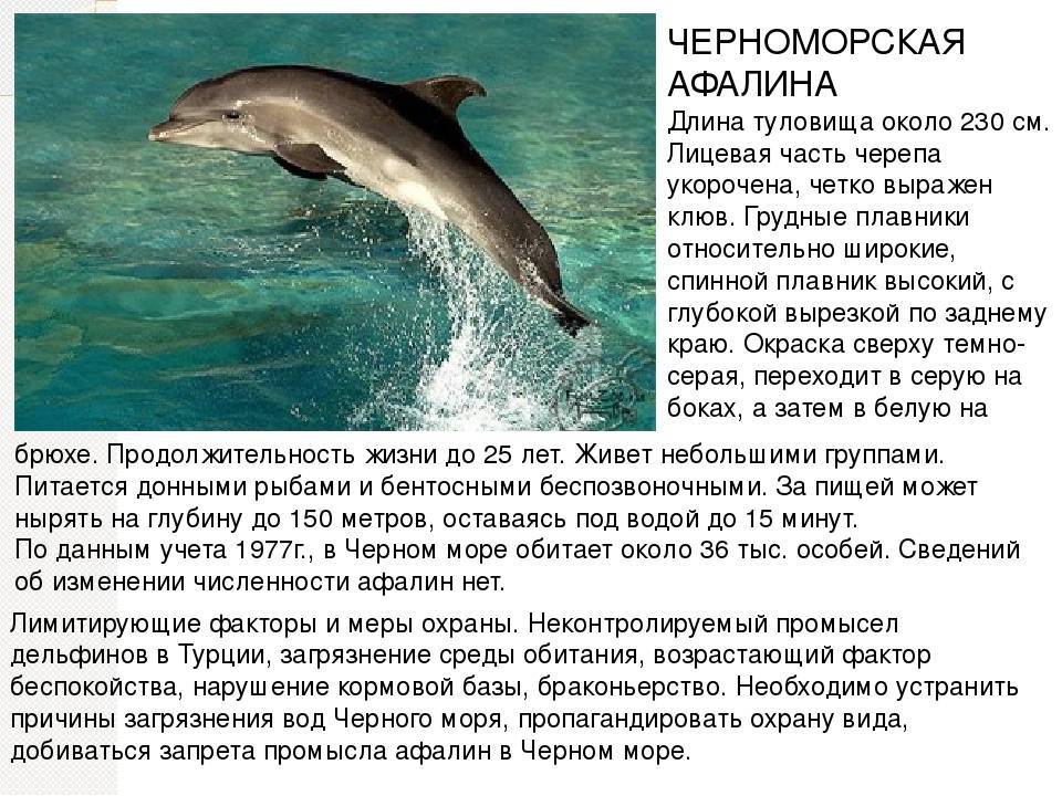 Дельфины: самые крупные, хищные, белые