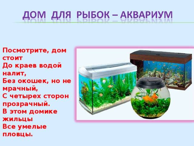Развитие детей: аквариум для детей и как его правильно выбрать