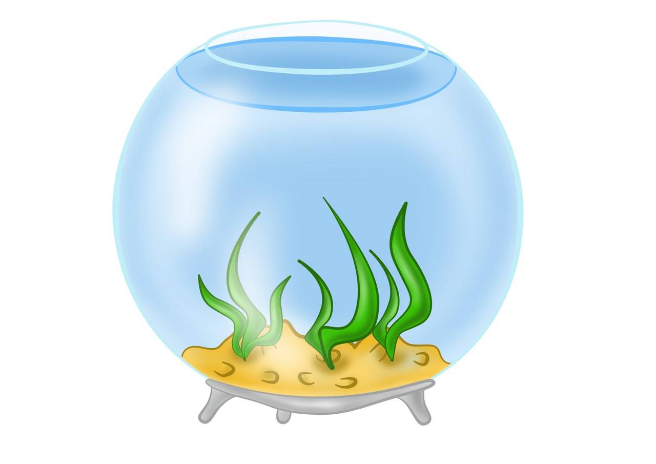 Аквариум для детей. как выбрать аквариум и как его правильно запустить