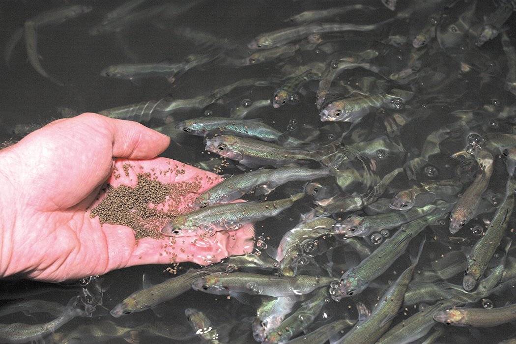 Пруд для разведения рыбы своими руками: виды, инструкция по созданию с фото