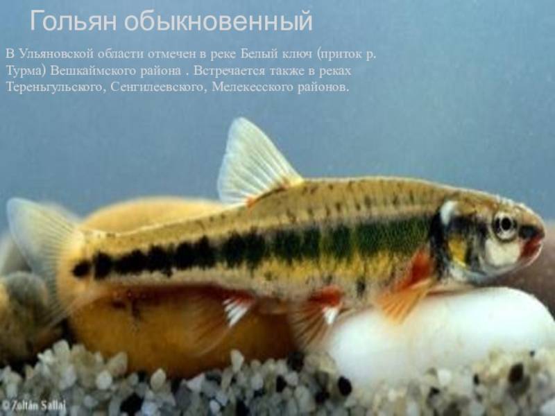 Гольян рыба: фото, википедия, описание