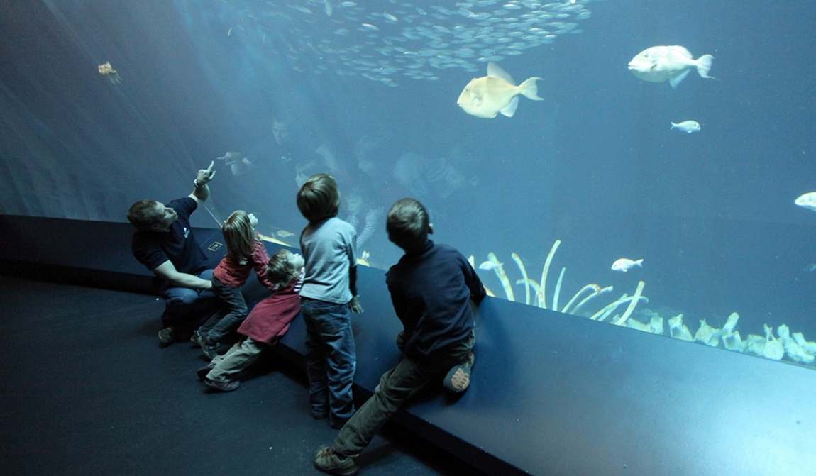 10 самых неимоверно красивых аквариумов в мире