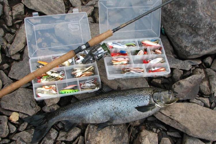 Ловля лосося: где и когда ловить, обзор приманок и снастей