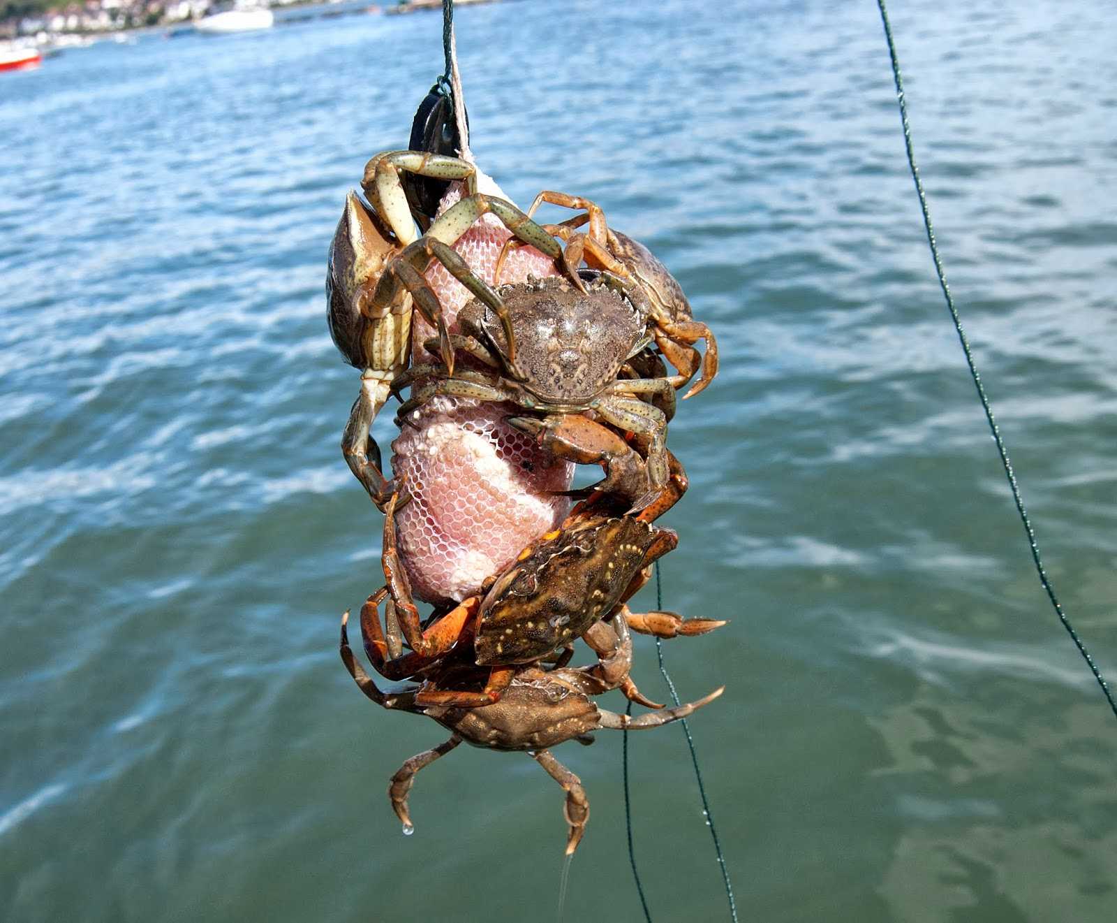 Где, как ловить крабов на черном море правильно: видео, можно ли ловить крабов?