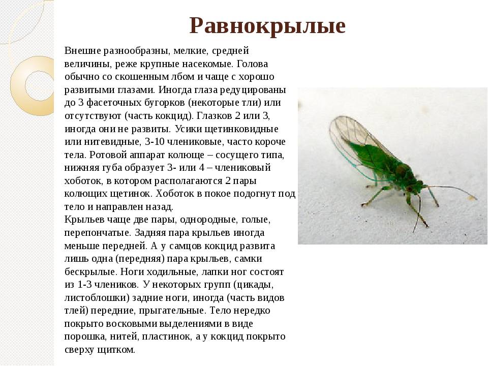 Биология 7 класс насекомые. Биология 7 класс отряд Равнокрылые. Равнокрылые насекомые характеристика. Равнокрылые насекомые характеристика крыльев. Характеристика отряда Равнокрылые.