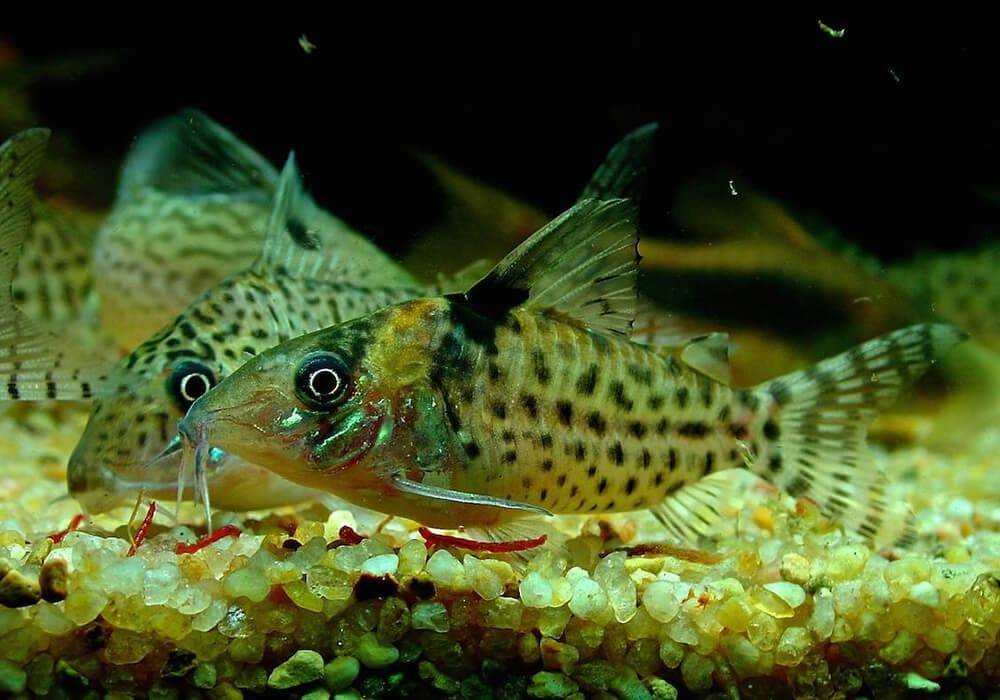 Самые популярные виды аквариумного сомика, их название, описание и фото
