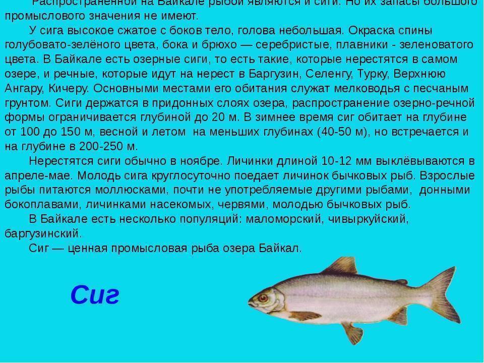 Макрурус – что за рыба, 7 рецептов приготовления
