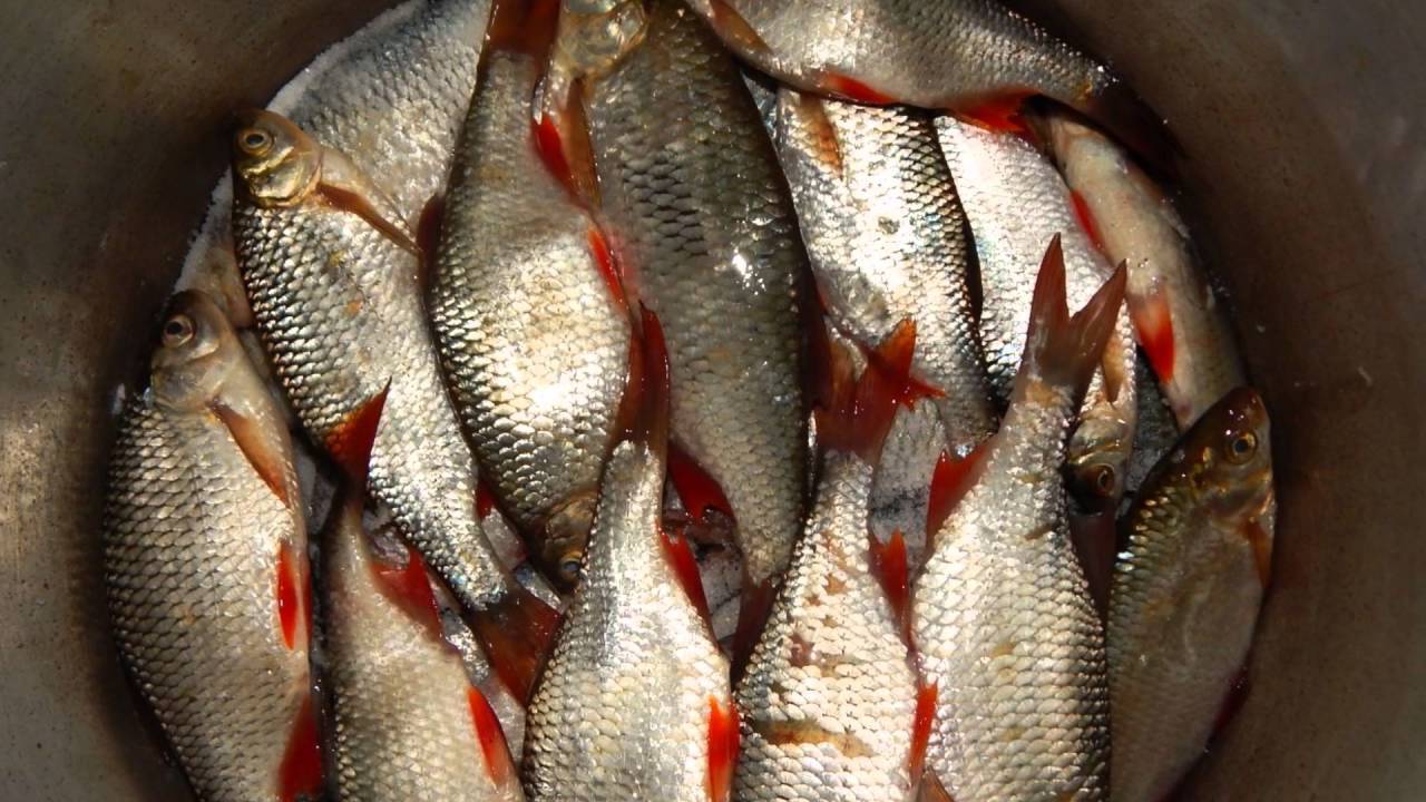 Вяленая плотва - рецепт от астраханских рыбаков