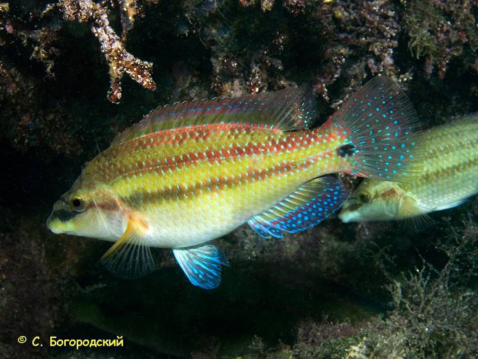 Рыба «остронос» фото и описание