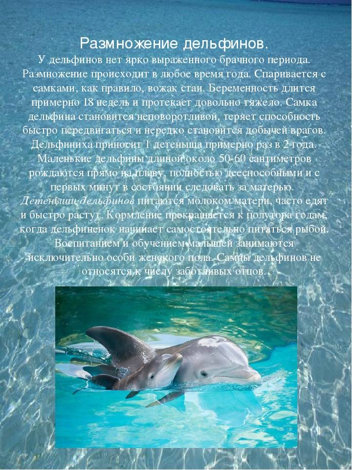 Сообщение о дельфине ? описание млекопитающего, характеристика