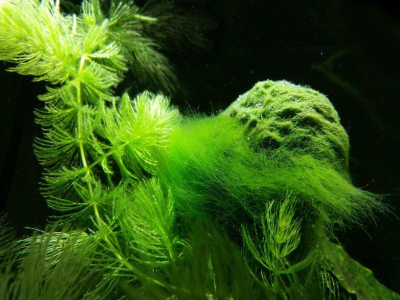 Нитчатые водоросли или нитчатка, причины появления и способы борьбы