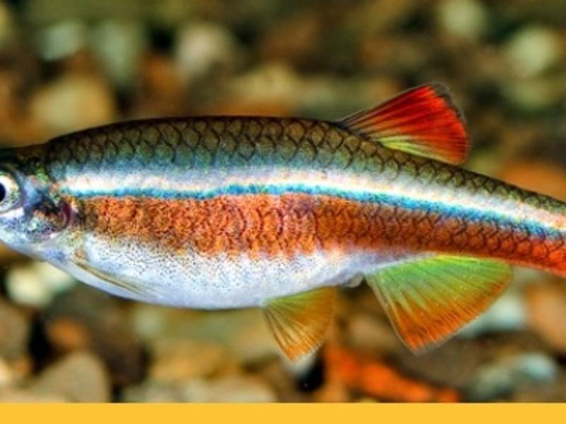 Кардинал (аквариумная рыбка): фото и описание, содержание и уход, разведение, совместимость с другими рыбами, отзывы