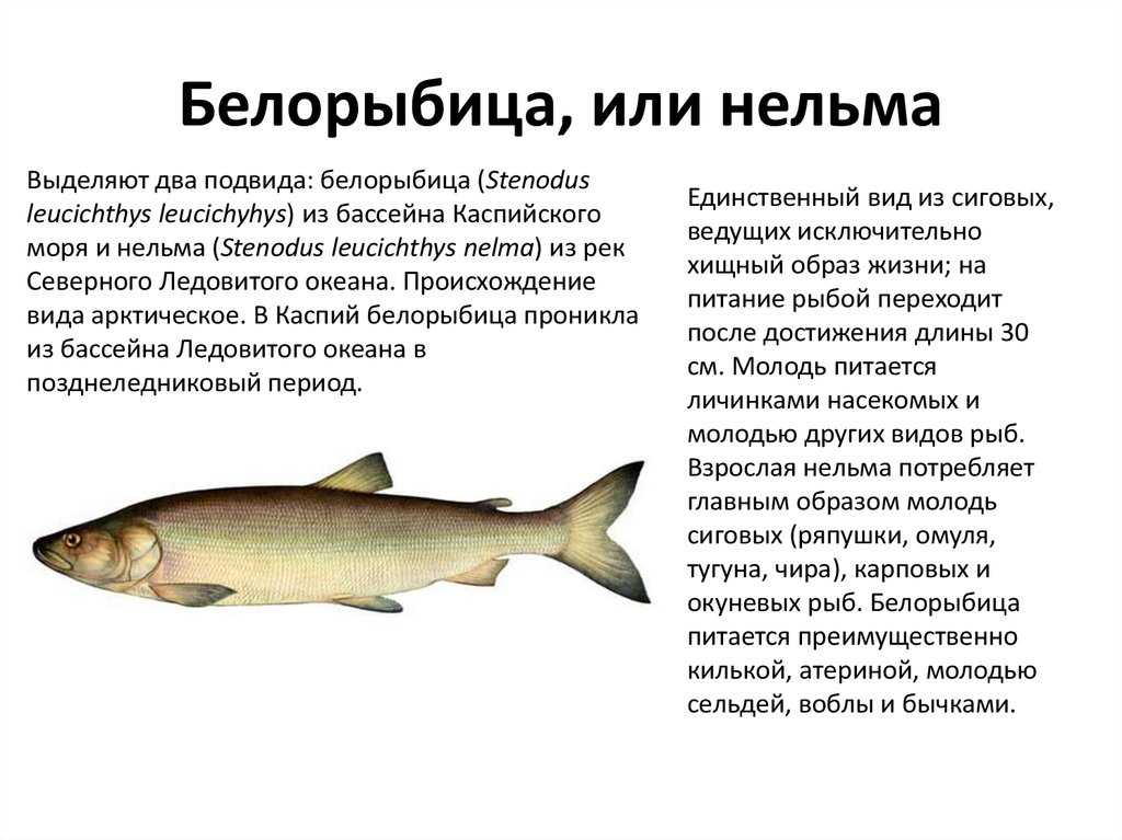 Рыба нельма фото и описание