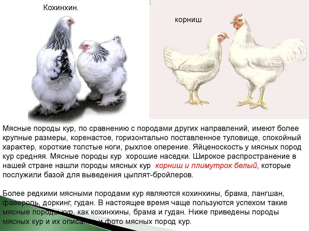 Американская порода кур несушек. Немецкая порода кур несушек белая. Порода кур бройлер Несушка. Доклад про курицу.