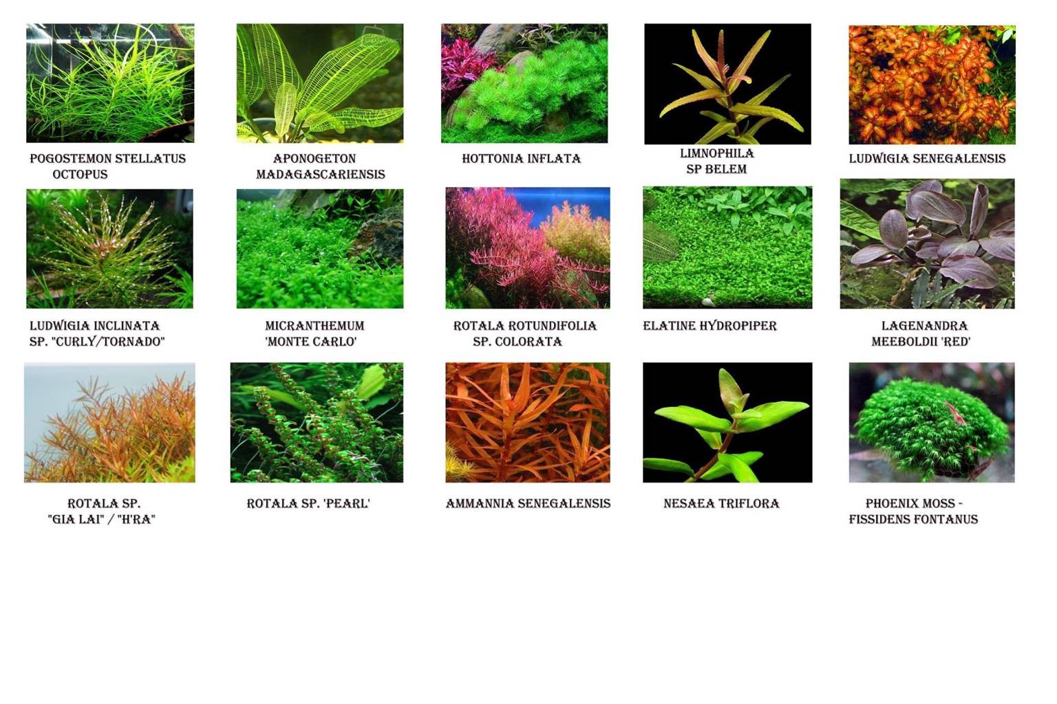 Список самых популярных аквариумных растений