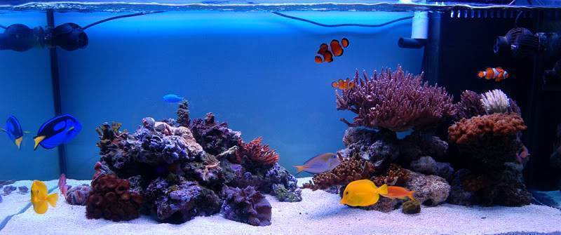 Как запустить аквариум правильно: 10 шагов и рекомендации специалистов