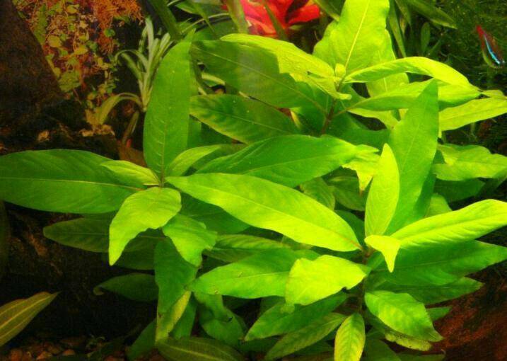 Отличное аквариумное растение - лимонник - аквариумный мир