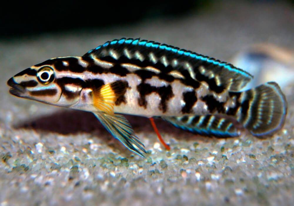 Юлидохромис дикфельда или перламутровый юлидохромис julidochromis dickfeldi