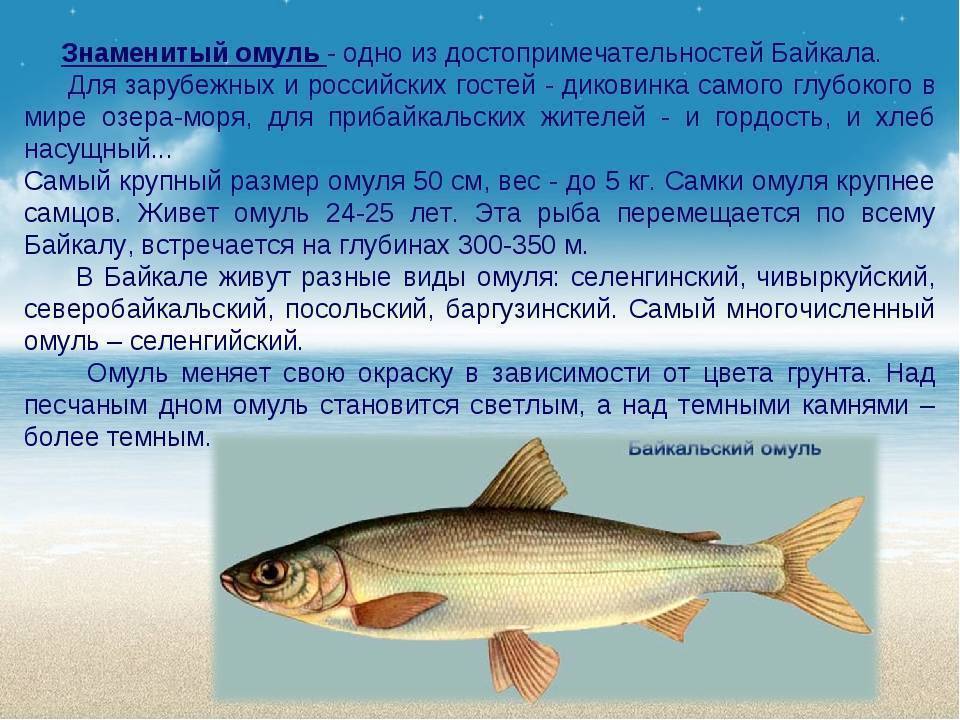 Рыба рыбец и его описание