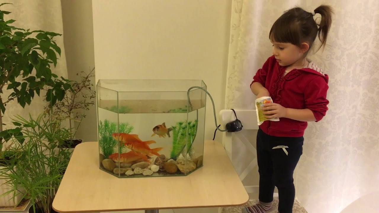 Рассказ о рыбках в аквариуме для детей. домашние животные: аквариумные рыбки