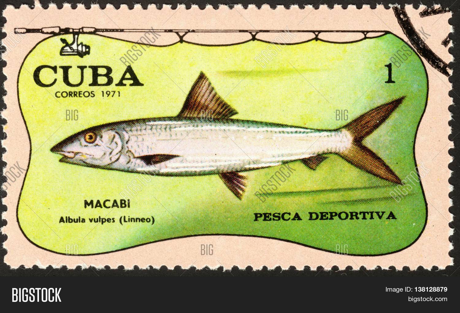 Рыба «тюлька абрауская» фото и описание
