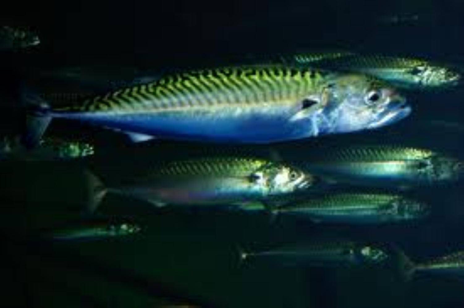 Скумбрия (рыба) – описание, фото, польза, виды, где водится