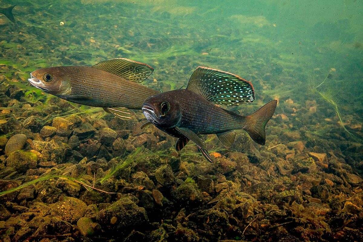 Рыба хариус фото и описание