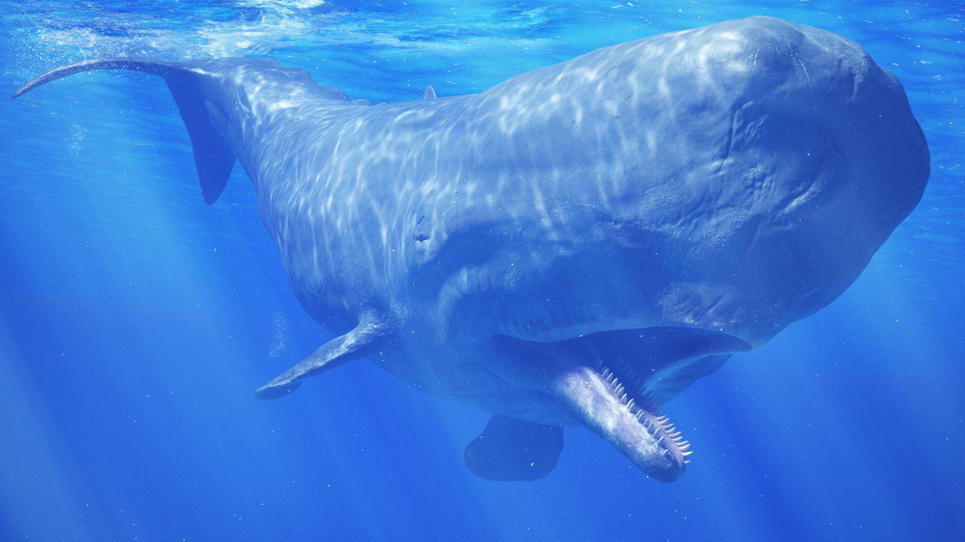 Кит самое большое млекопитающее. Китообразные Кашалот. Кашалот в Антарктиде. Карликовый Кашалот. Кашалот это зубатый кит.
