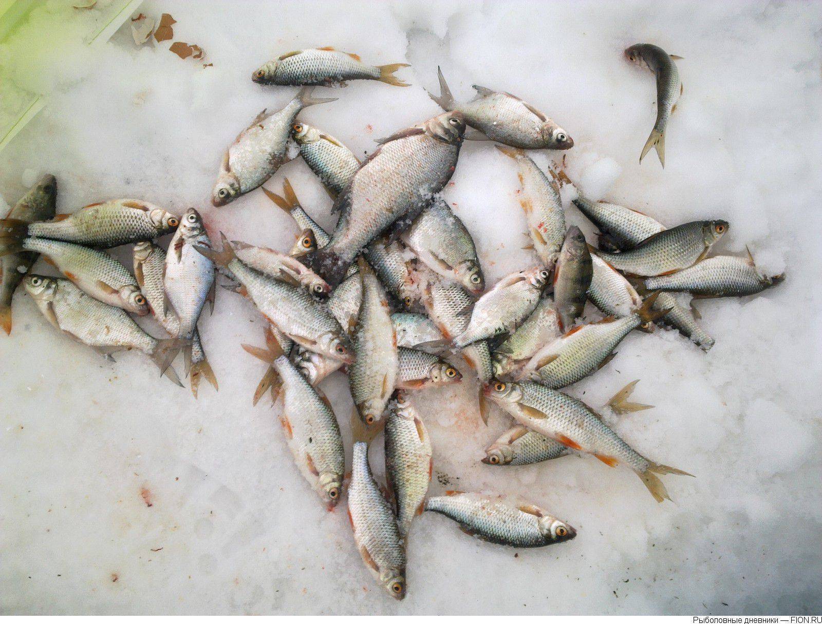 Рыбалка на истринском водохранилище – популярные места