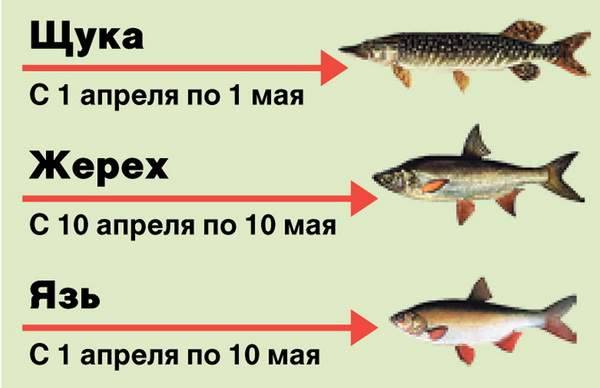 Когда запрещено ловить щуку. Курую рыбу запрещено ловить. Запрет на ловлю щуки. Запрет на рыбалку числа. Разрешённый размер вылавливаемой рыбы.