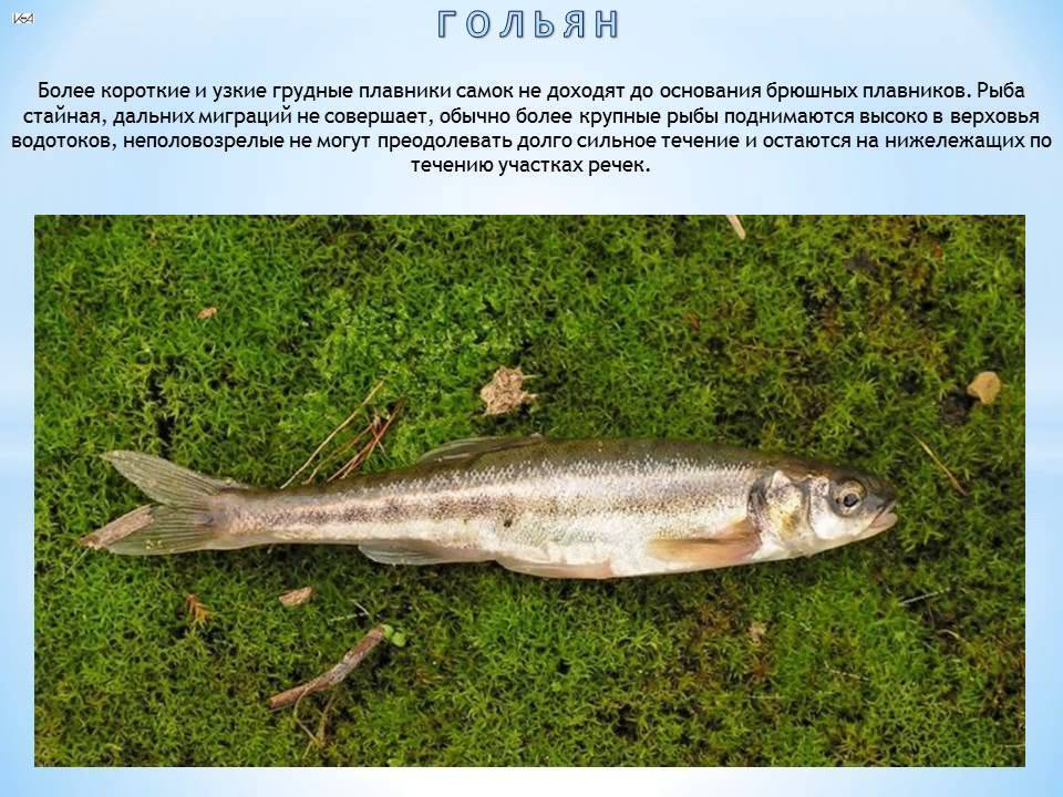 Рыба гольян: описание с фото, внешний вид, среда обитания, рыбалка