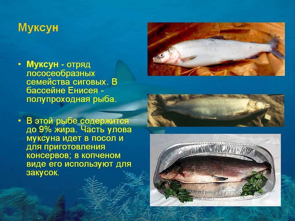 Рыба муксун (50 фото): сиг из оби, северная ловля, какая икра, ихтиофауна, северянка и нельма
